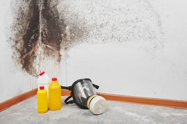 Best Toxic Mold Removal  in Oak View, CA