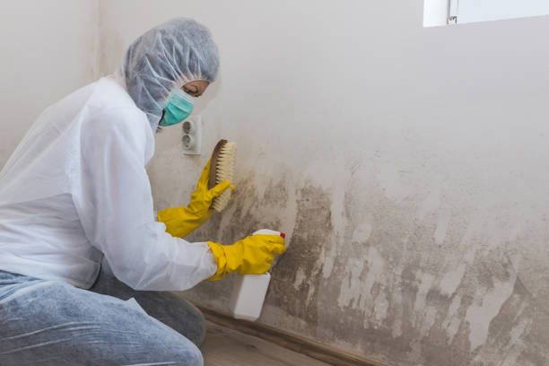 Best Toxic Mold Removal  in Oak View, CA