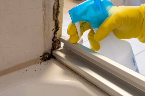 Best Professional Mold Removal  in Oak View, CA