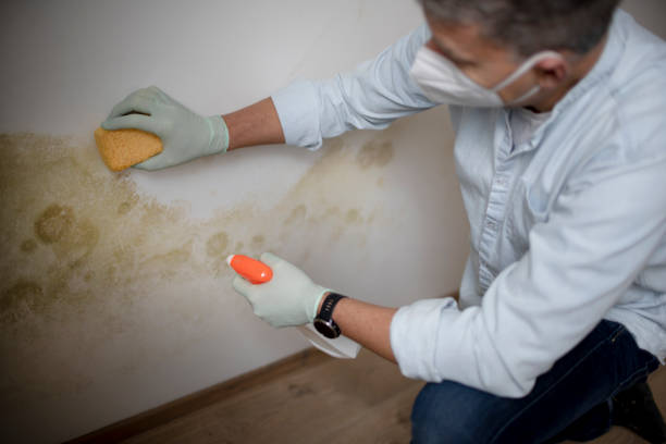 Home Mold Removal in Oak View, CA