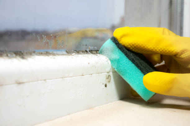Professional Mold Removal in Oak View, CA
