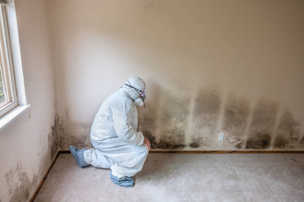 Certified Mold Removal in Oak View, CA