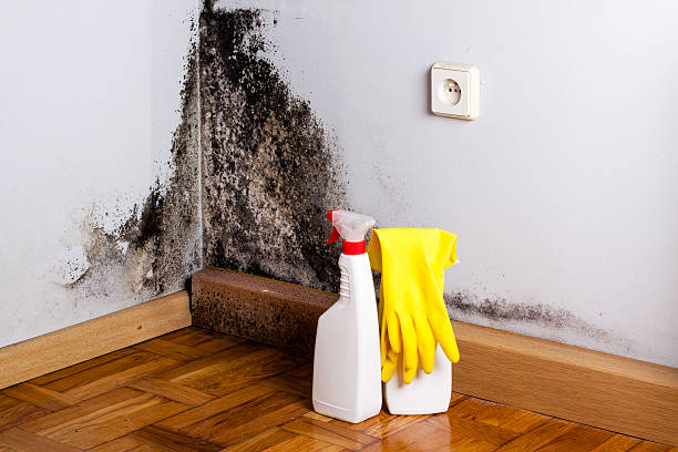 Best Office Mold Removal Services  in Oak View, CA