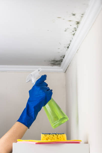 Best Attic Mold Removal  in Oak View, CA